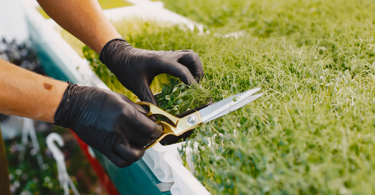 Grower harvesting sunflower shoots with a sharp knife over a clean bamboo mat.