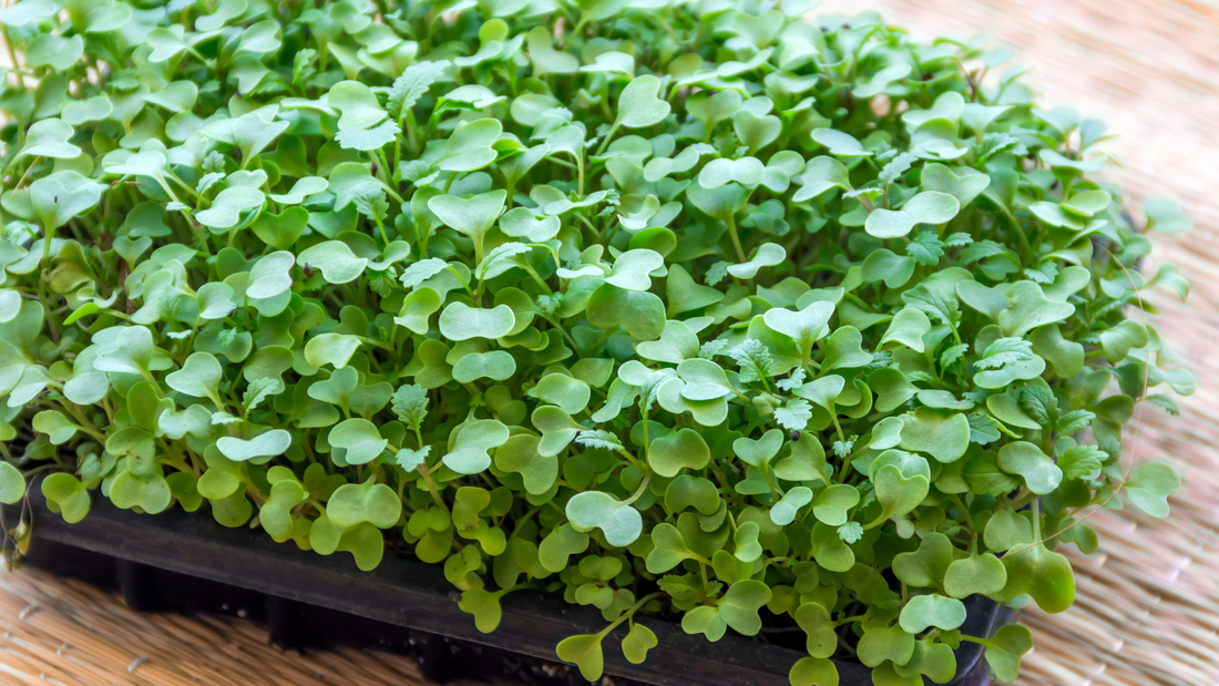 A vibrant tray of mustard microgreens with lush green leaves and delicate stems, ready for harvest. Ideal for adding a spicy kick to salads, sandwiches, and gourmet dishes.