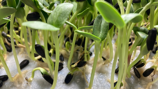 A vibrant bunch of sunflower microgreens thriving on a bamboo grow mat, ready to be harvested and used them on salads and sandwiches.