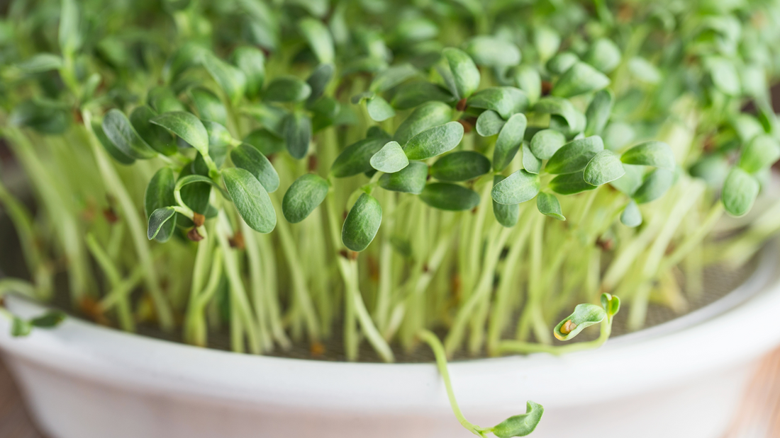 Healthy fenugreek microgreens thriving and will be ready to elevate your dish for more flavor and nutrients
