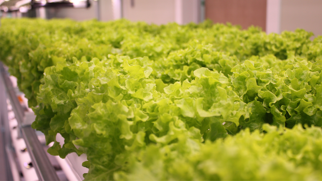 Overview of an NFT hydroponic system showing plants growing in sloped channels with nutrient solution flowing over the roots.