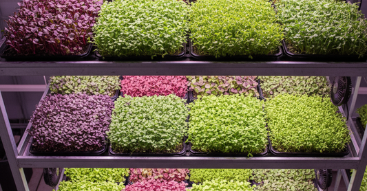 Uniform microgreen growth under ideal light and humidity conditions in a greenhouse.