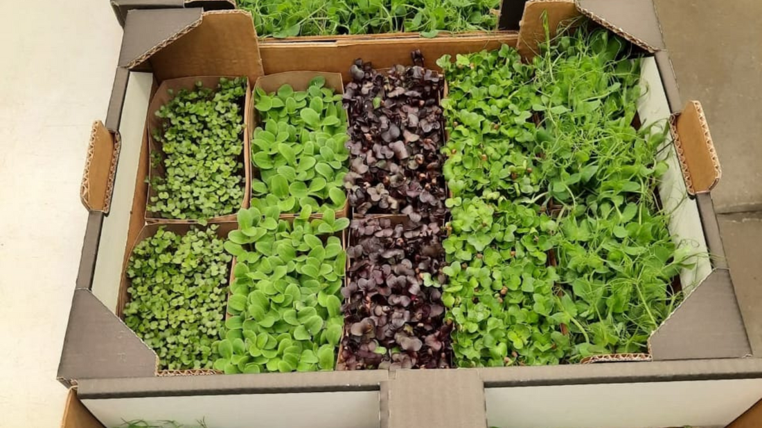 ProFarms live microgreens displayed in a segmented cardboard tray with kraft paper liners, showcasing multiple varieties in a clean, compostable format.