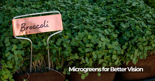 Fresh broccoli microgreens growing in trays, ready for harvest.
