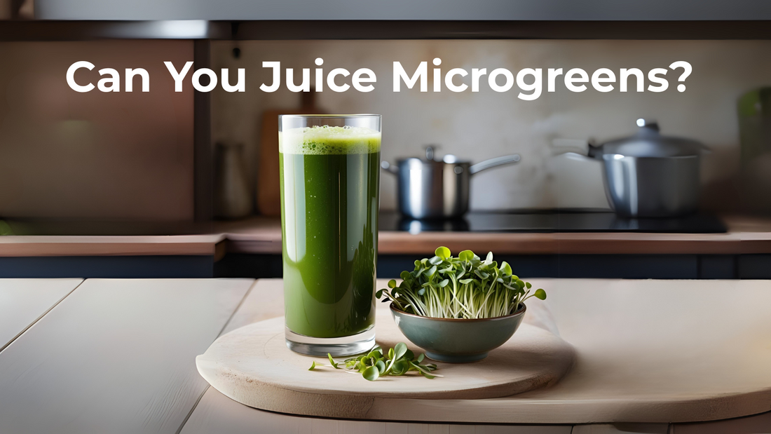 Glass of fresh green microgreen juice made from sunflower and pea shoots, surrounded by harvested microgreens on a bamboo mat