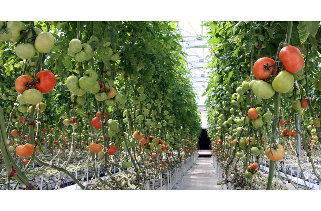 Tomato plants supported by a hydroponic drip irrigation system