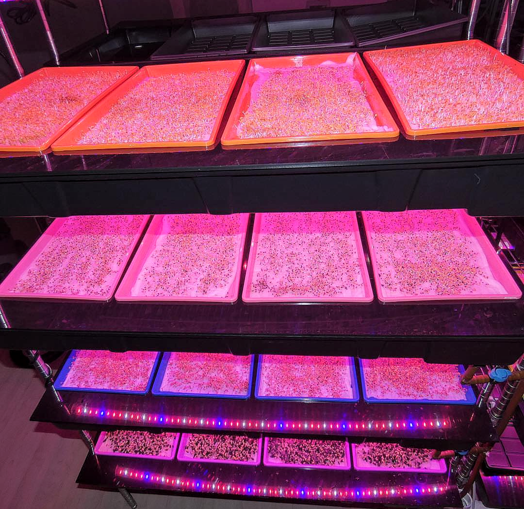 Microgreens Jumbo Grow Roll (4ft x 100ft)