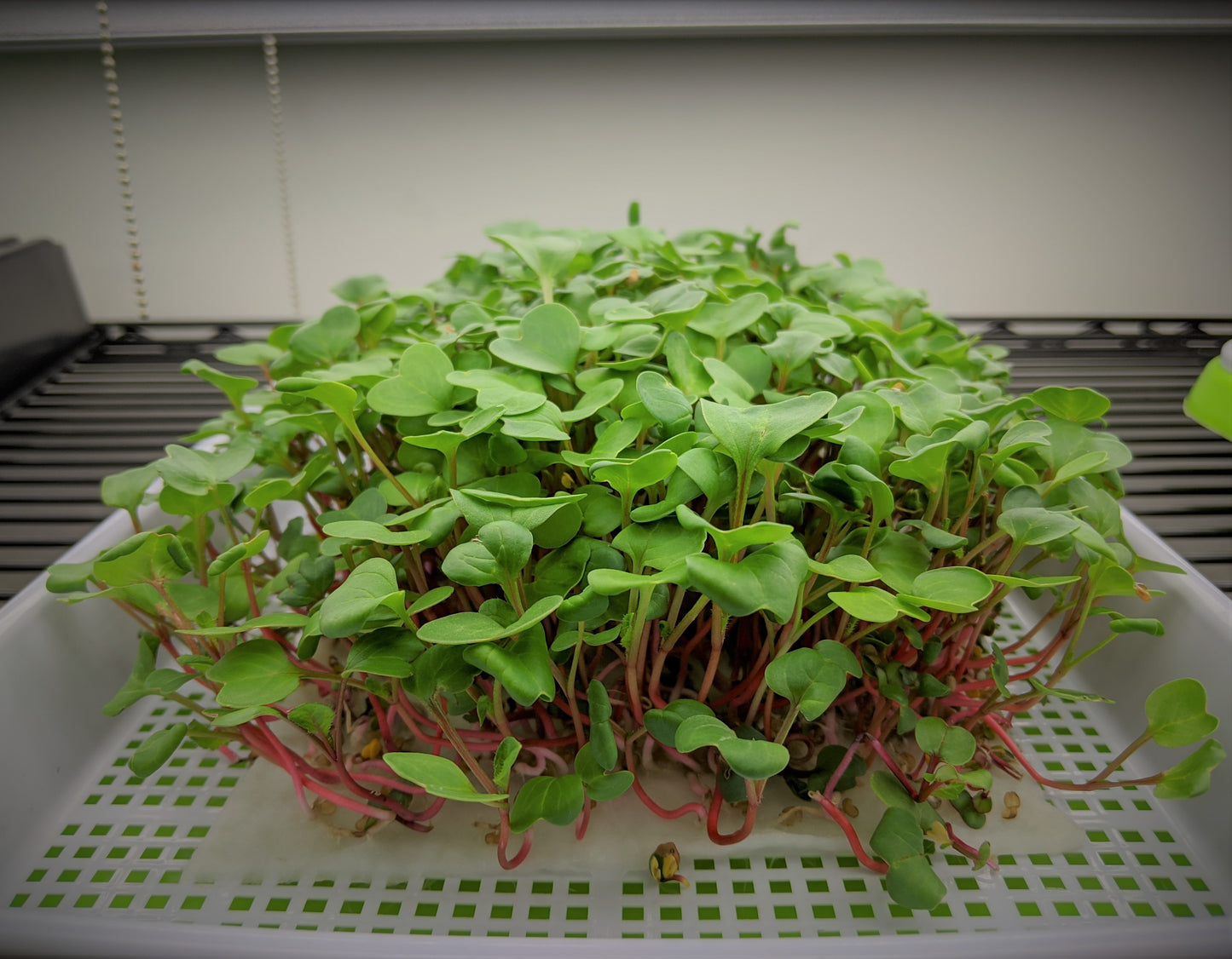 microgreens growing on vegbed bamboo fiber microgreens mat under light