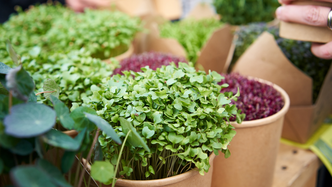 Microgreen booth at a farmers' market showcasing fresh microgreens