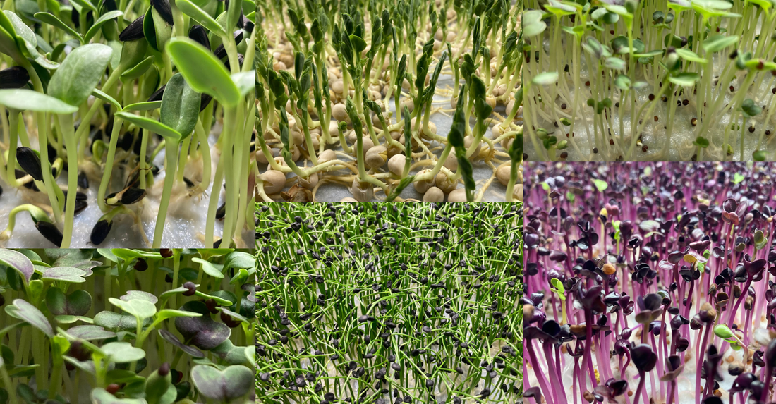 A collection of various microgreen varieties grown in trays, featuring vibrant colors and textures. Includes crops listed in the Vegbed guide such as broccoli, radish, amaranth, and pea shoots