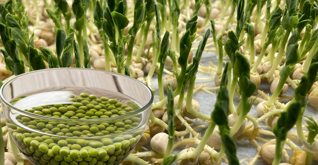 A bowl of pea seeds being soaked prior to seeding to ensure proper germination and grow just like what is shown in its background