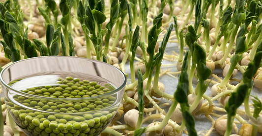 A bowl of pea seeds being soaked prior to seeding to ensure proper germination and grow just like what is shown in its background