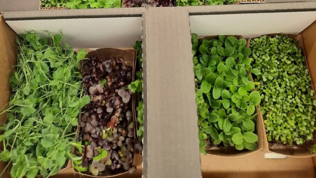 Assortment of microgreens growing in small punnet trays (10x15 cm) with roots visible, ready for direct-to-chef delivery.