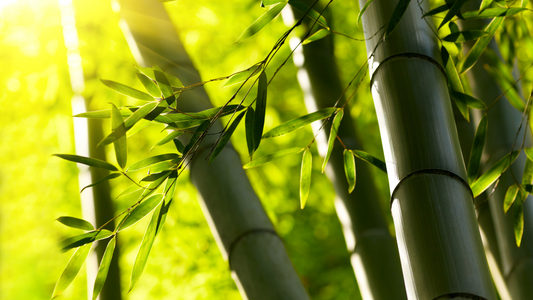 Close-up of a bamboo forest, highlighting its dense green stalks and leaves.