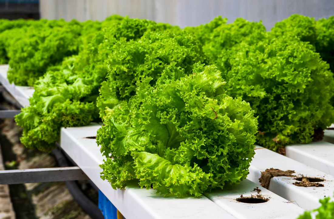 Ebb and Flow System: The Flexible Hydroponic Choice for Growers