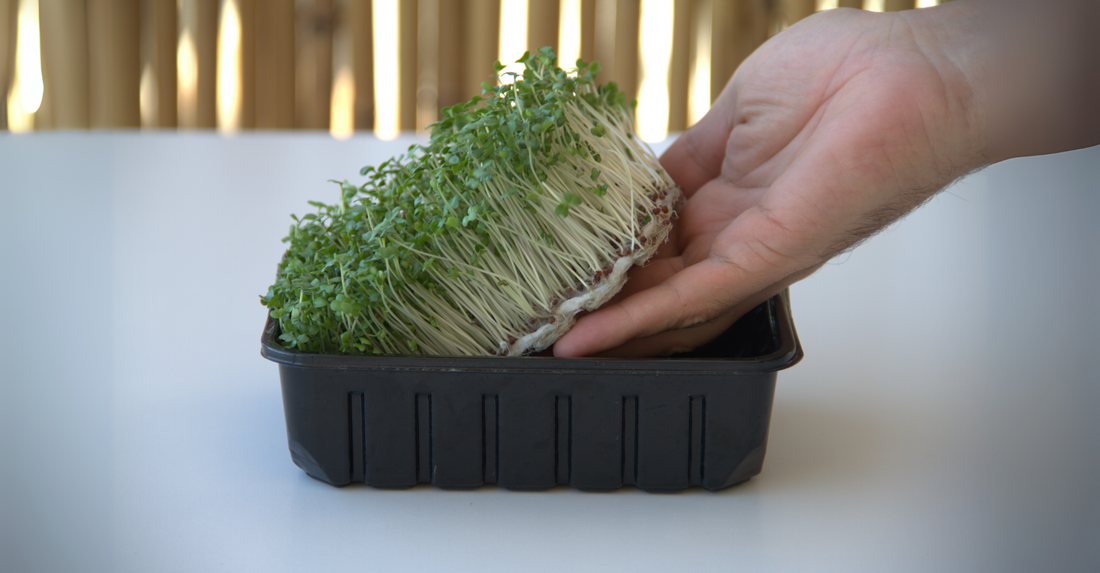 A hand gently lifts a cluster of lush microgreens from a black tray, revealing a thick, white mat of clean roots underneath. This alt text emphasizes the healthy root structure and ease of harvesting when using the VEGBED mats.