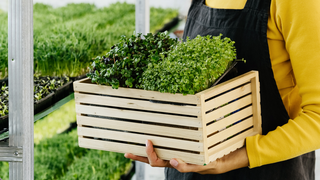 A happy farmer checking her microgreens for local delivery