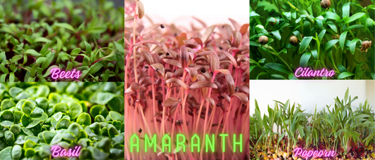 Conquering the Challenge: 5 Toughest Microgreens and How to Master Them