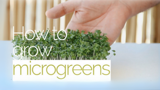 Growing Success: Dina’s Garden's Experience with Vegbed Bamboo Grow Mats