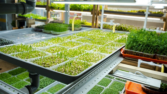 Unlock the Profit Potential of Microgreens: Our In-Depth Guide to Starting or Expanding Your Microgreens Business