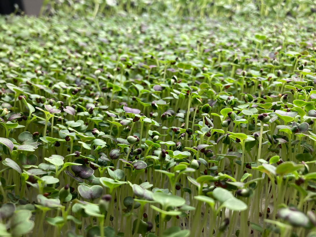 Five Techniques for Boosting Microgreen Yields: A Comprehensive Guide