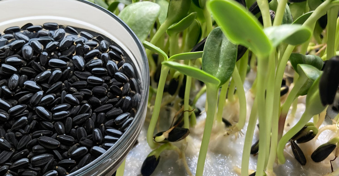 A tray of fresh sunflower microgreens beside a bowl of soaking sunflower seeds in water, ready for germination