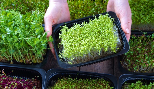 Best Microgreen Varieties for Beginners: Easy, Fast-Growing, and Nutritious