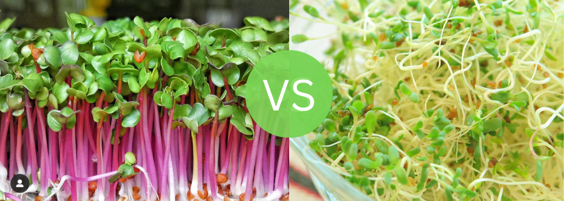 Microgreens vs Sprouts - What's the difference?