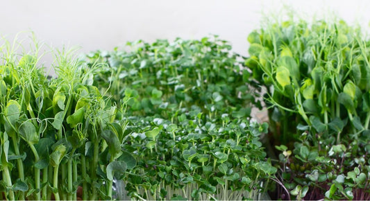 Seeding the Future: Understanding the Microgreens Market's Exponential Growth
