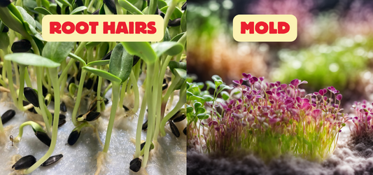 Side-by-side comparison image of microgreens: the left side shows healthy root hairs with a soft, white, fuzzy texture around the roots, while the right side displays mold with a dense, grayish-white appearance spreading over the growing medium