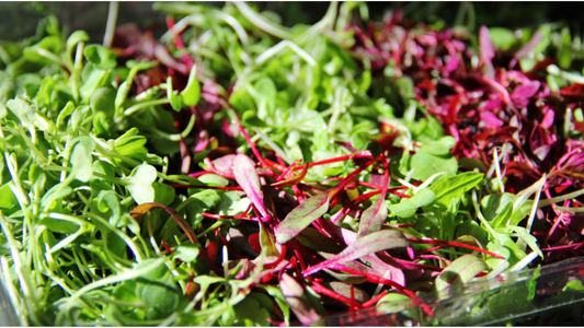 Savor the Flavor Longer: How to Store Your Microgreens for Peak Enjoyment