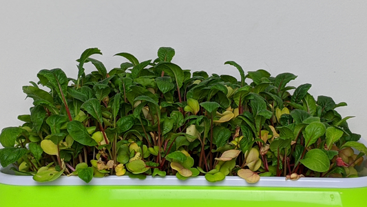 Why Are Your Microgreens Turning Yellow?