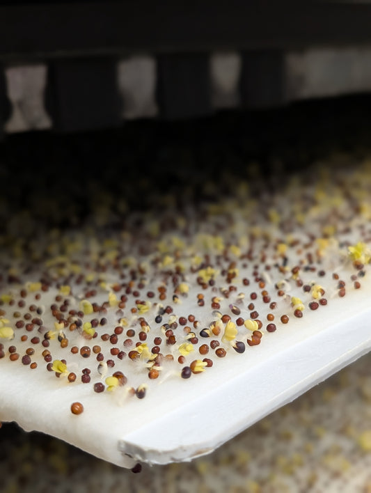 Pallet of 15" x 46" Microgreen Grow Mats (2250 mats)