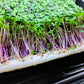 microgreens growing on Vegbed bamboo fiber microgreen mat