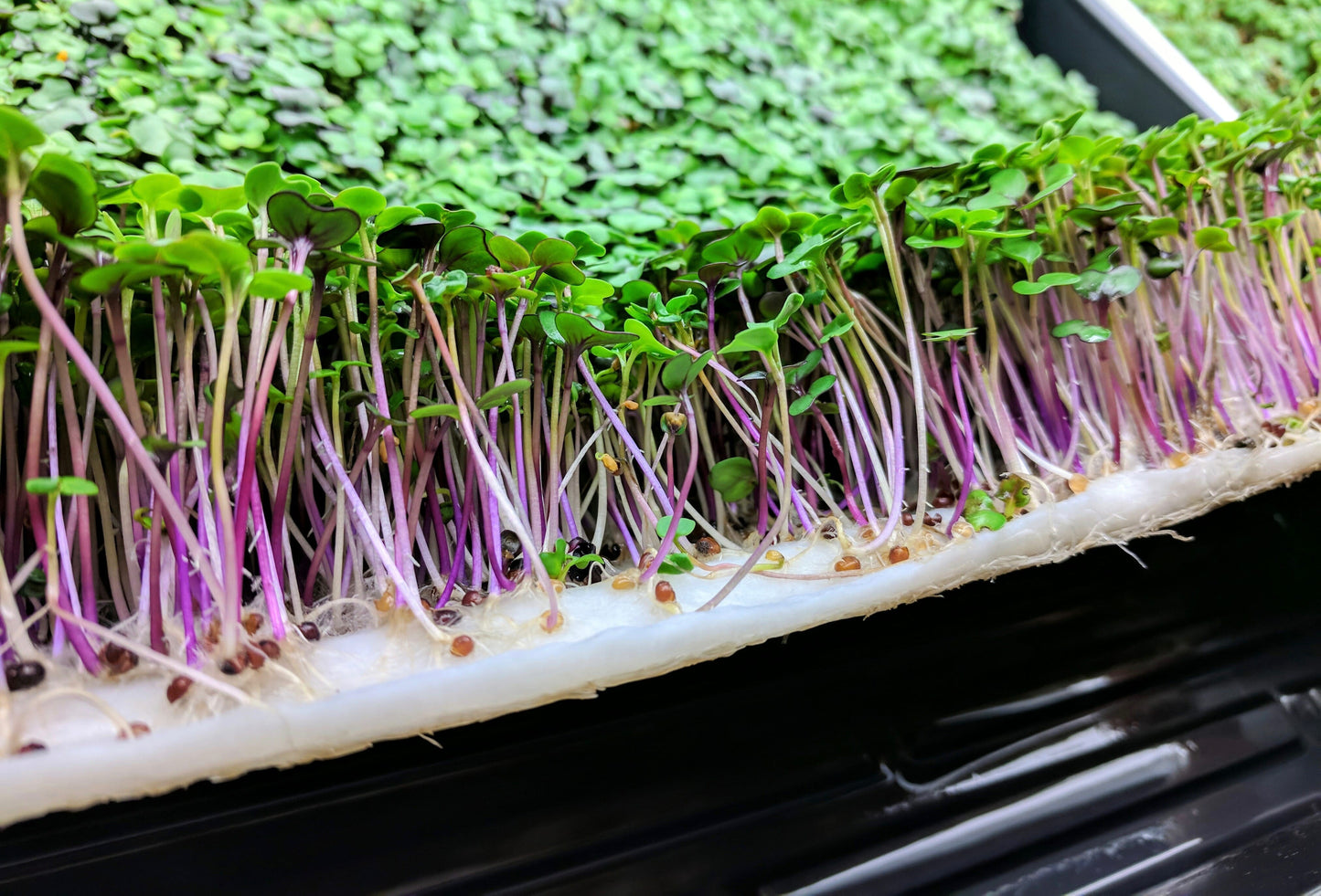 microgreens growing on Vegbed bamboo fiber microgreen mat