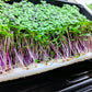 VegBed Microgreens Roll (10in x 120ft) - VegBed Hydroponic Grow Cubes