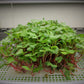 Microgreens Jumbo Grow Roll (4ft x 100ft)