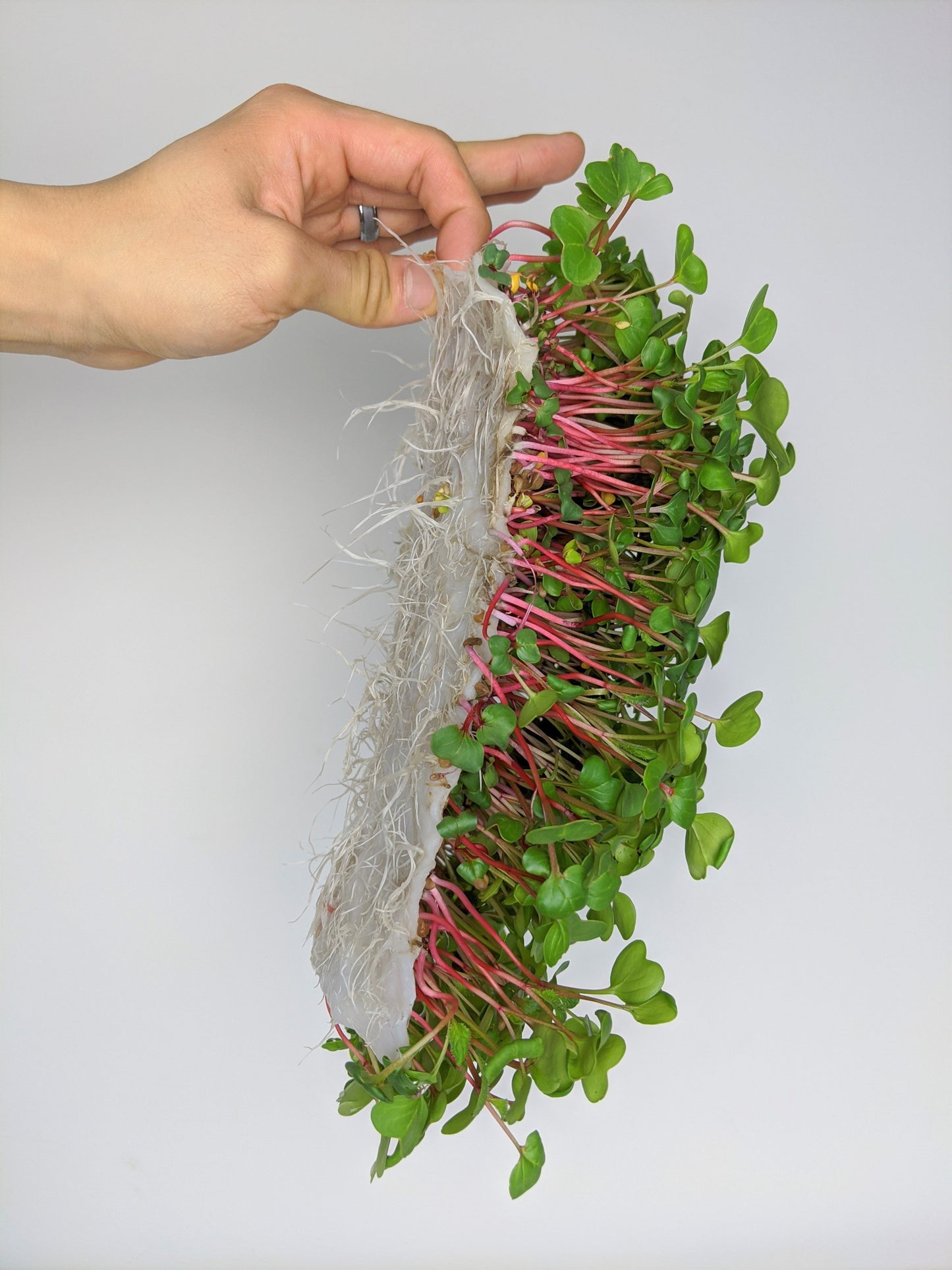 hand holding vegbed bamboo fiber mat with microgreens growing